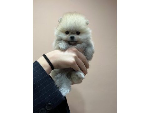 Show kalite tea cup pomeranian boo yavrular