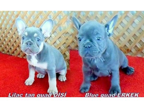 Sevimli mavi gözlü french bulldog yavrularımız izmir de