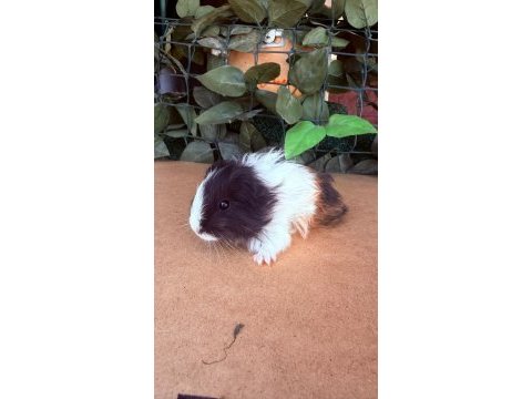 2 aylık erkek ginepigler