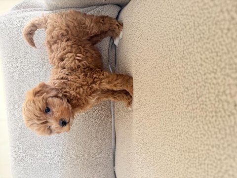 2 aylık maltipoo dişi