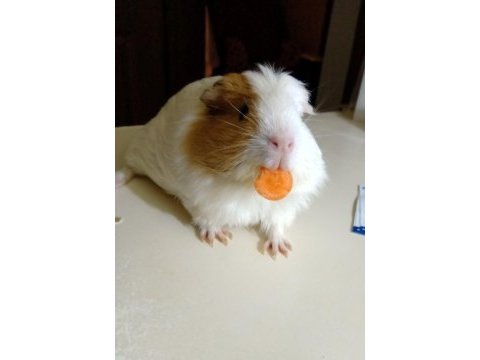 Yavru ginepig
