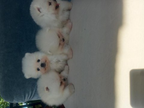 Teacup kar beyaz pomeranian yeni yavrular