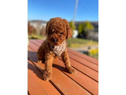 Max 2 kg olacak poodle bebekler