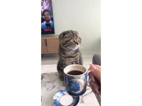 Scottish fold