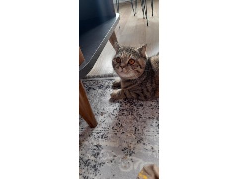 Kedimiz ücretsiz sahiplendirilecek