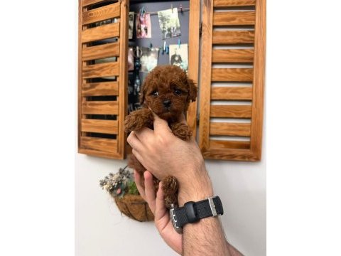 Teacup poodle yavru