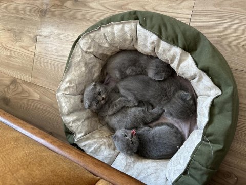 2 aylık scottish fold ve british yavru