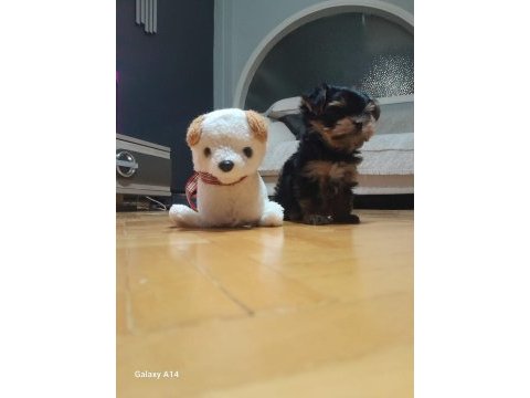 Teacup yorkshire terrier
