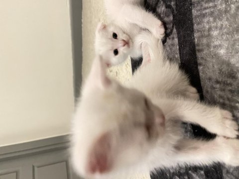 Ücretsiz sahiplendirme scottish fold