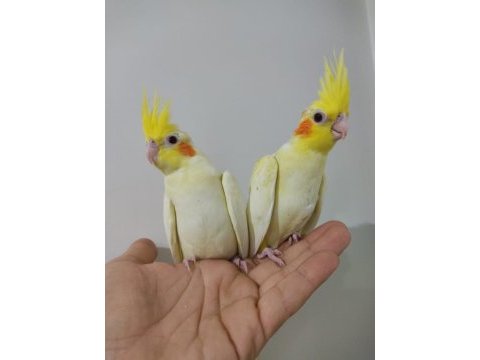 Full evcil lutino sultan papağanı kırmızı göz bebekler