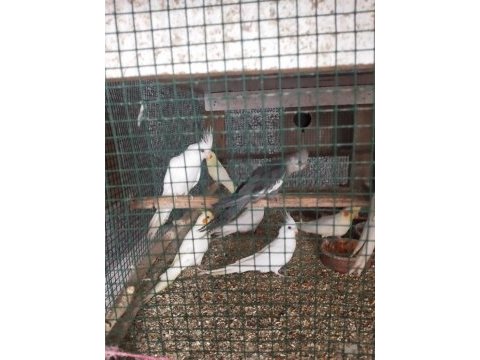 Albino, lutino, pied sultan papağanı yavruları