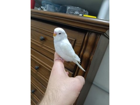 Yavru muhabbet kuşu