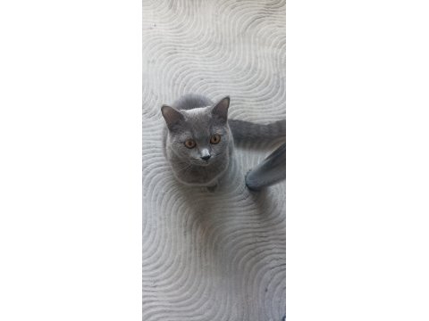 Irkının tüm özelliklerini taşıyan oyuncu british shorthair