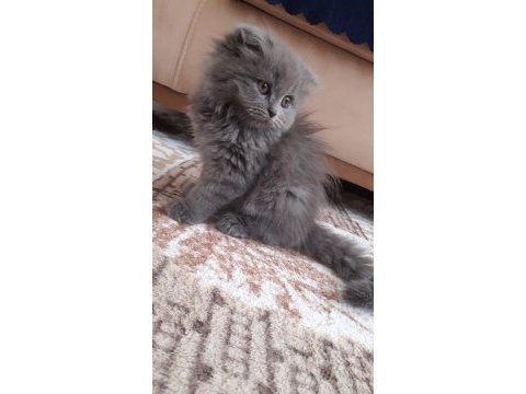 Scottish fold cinsi dişi kedim