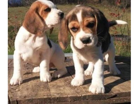 Irk ve sağlık garantili beagle yavrular
