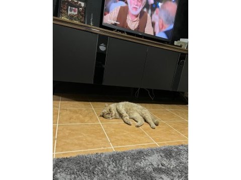Kedimize acil yuva aranıyor bulunmazsa yuvaya verilecek
