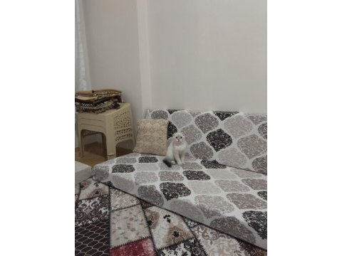 Orjinal safkan scottish fold