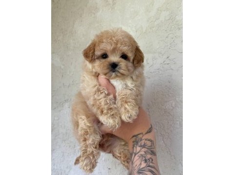 Maltipoo yavrularımız