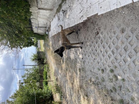 Belçika malinois maskeli