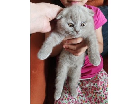 55 günlük mia oyuncul akıllı kedimiz eğitimli