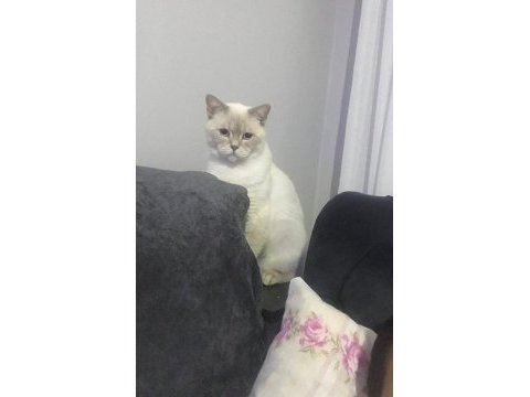 Askerlik nedeni ile point blue özel ırk saiplendirme kedimiz