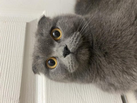 Scottish fold kızımız mia sahiplendirilecektir