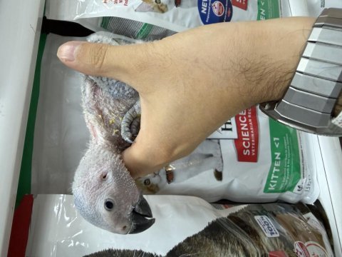 El besleme bebek jako papağanı