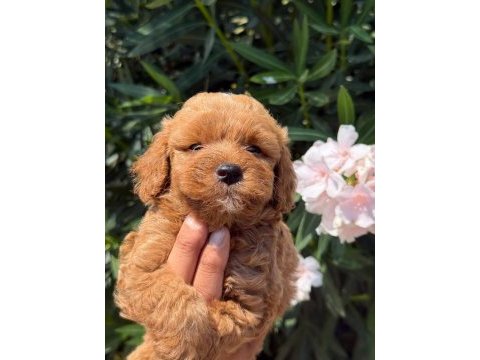 Maltipoo mınık mı mınıkler