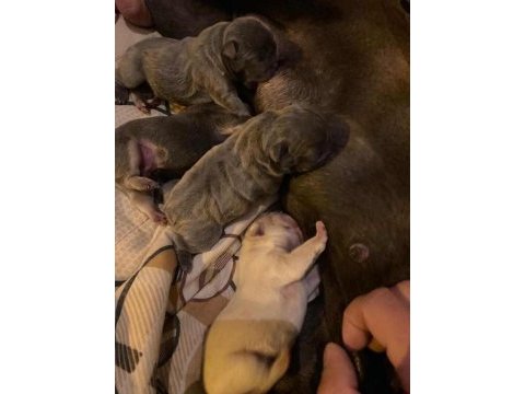 French bulldog bebekler için iletişim