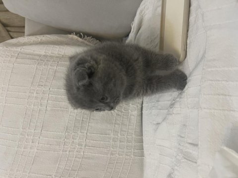 Safkan a kalite yavrular scottish fold erkek