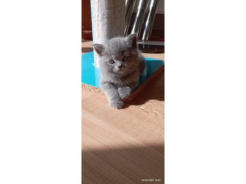British shorthair gri yavru