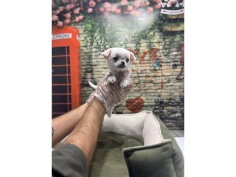 Teacup chihuahua dişi yavrumuz @petclubadanaa