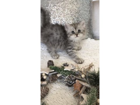 Silver tabby longhair dişi kedimiz