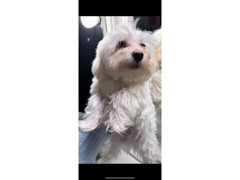 Maltese terrier 5 aylık erkek