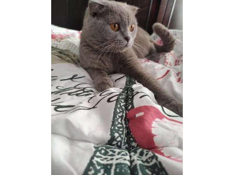 Scottish fold lilac kedimiz