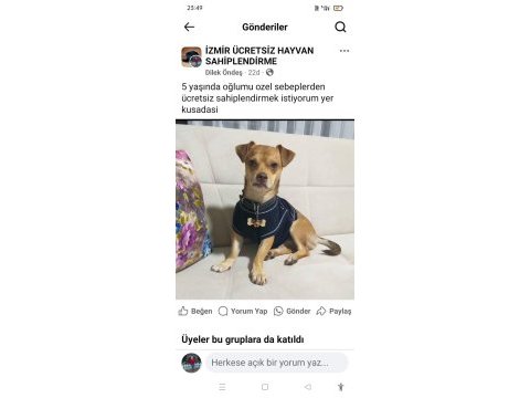 5 yaşında chihuahua