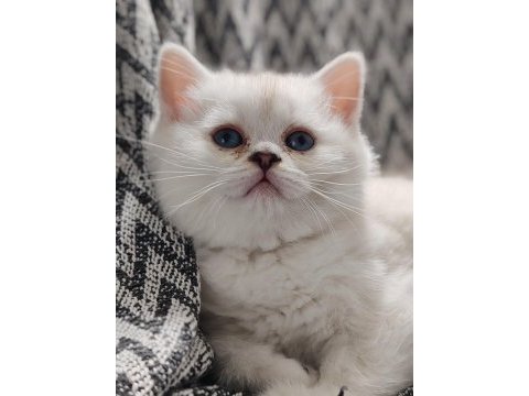 Safkan british shorthair yavrular