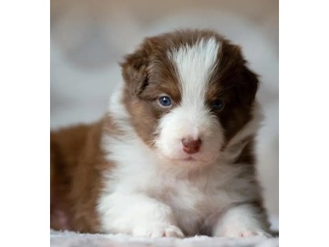 Erkek merle çok kaliteli border collie