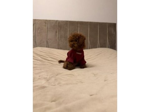 Kore poodle 5 aylık dişi