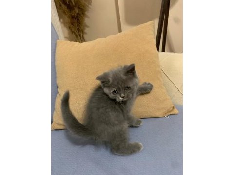 British shorthair yavrularımız