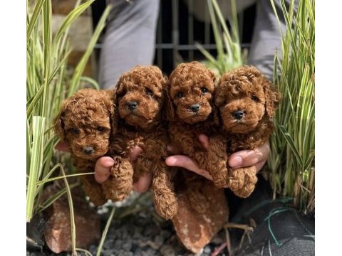 Red toy poodle yavrularım 
