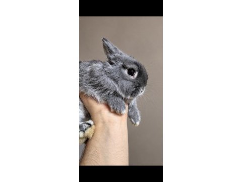 Üst kalite safkan netherland dwarf tavşanlar