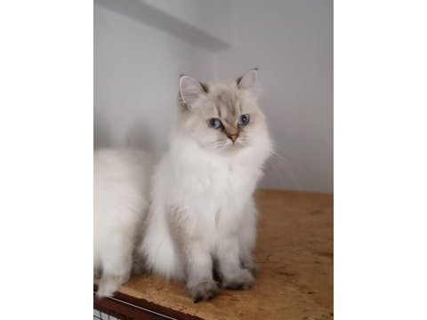 Scottish straight blue point longhair