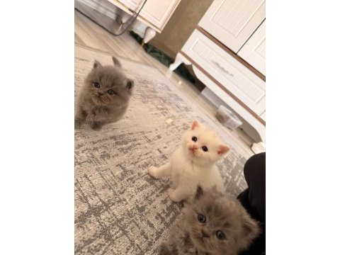 Safkan yurt dışından gelen british longhair yavruları