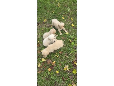Yavru golden retriever 4 erkek 3 dişi
