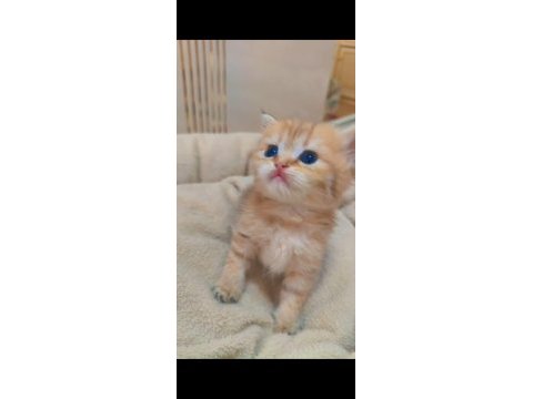 British shorthair ve british longhair