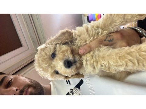 Orjinal 3 aylık günü gelen aşıları yapılı maltipoo