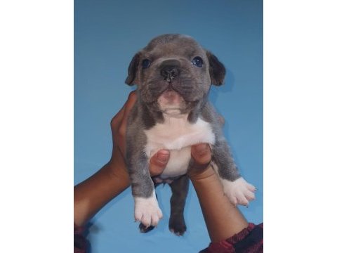 %100 ırk garantili fransız bulldog yavruları
