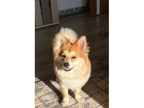 Pomeranian alman spitz karma