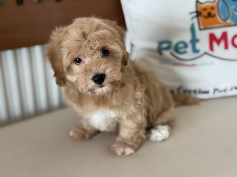 En güzel mini boy maltipoo lar ziyarete açık